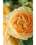 Роза Голден Селебрейшн цветение